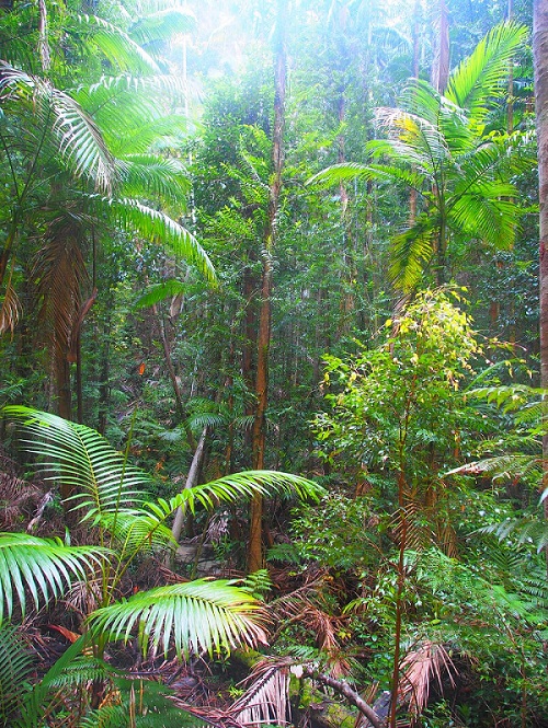 Rainforest, Fraser Island