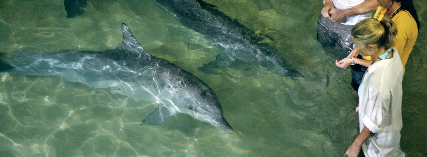 Moreton Island Dolphin Feeding Tours