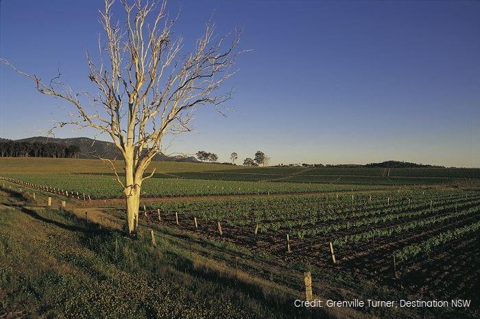 Hunter Valley Tour from the Hunter Valley