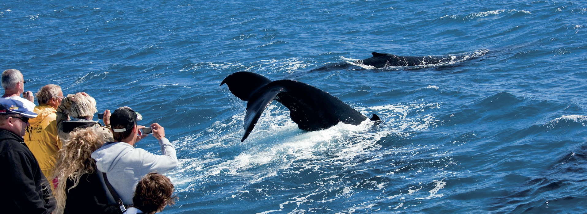Whale Watching at Brisbane’s Moreton Island