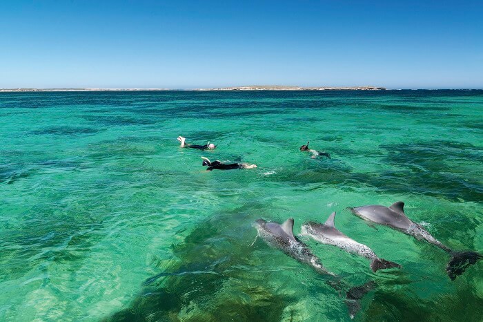 Swimming with Dolphins in Baird Bay