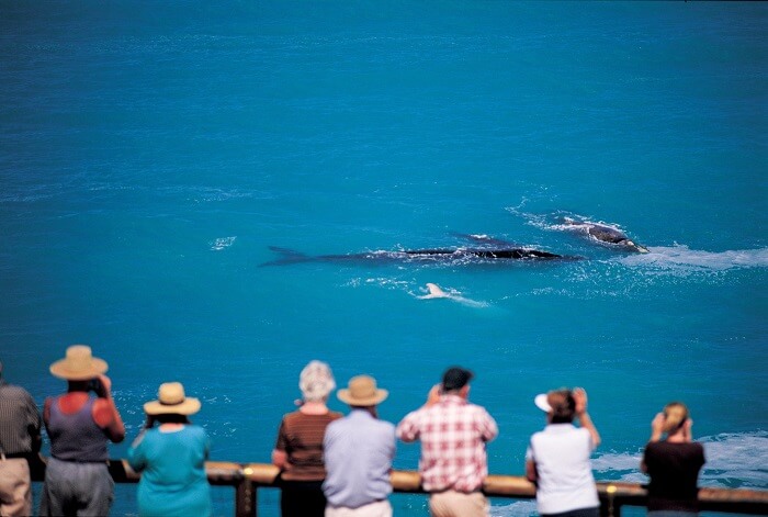 Whale Watching in Head of Bight