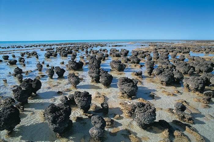 The Stromatolites at Hamelin Pool