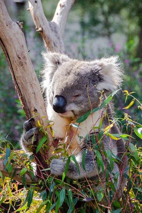 Koala in Yanchep National Park