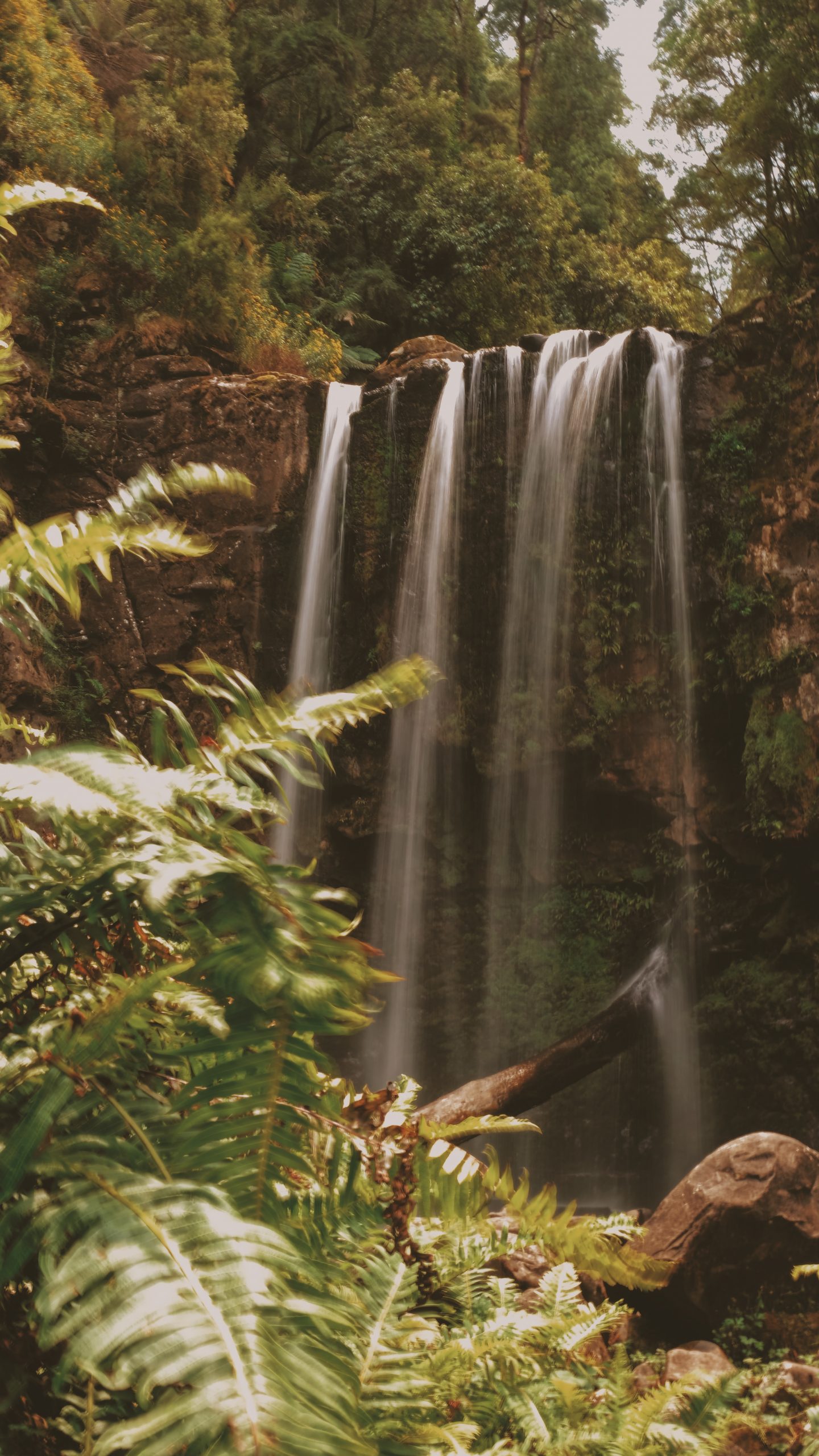Why You Should Visit the Great Otway National Park Why You Should Visit the Great Otway National Park