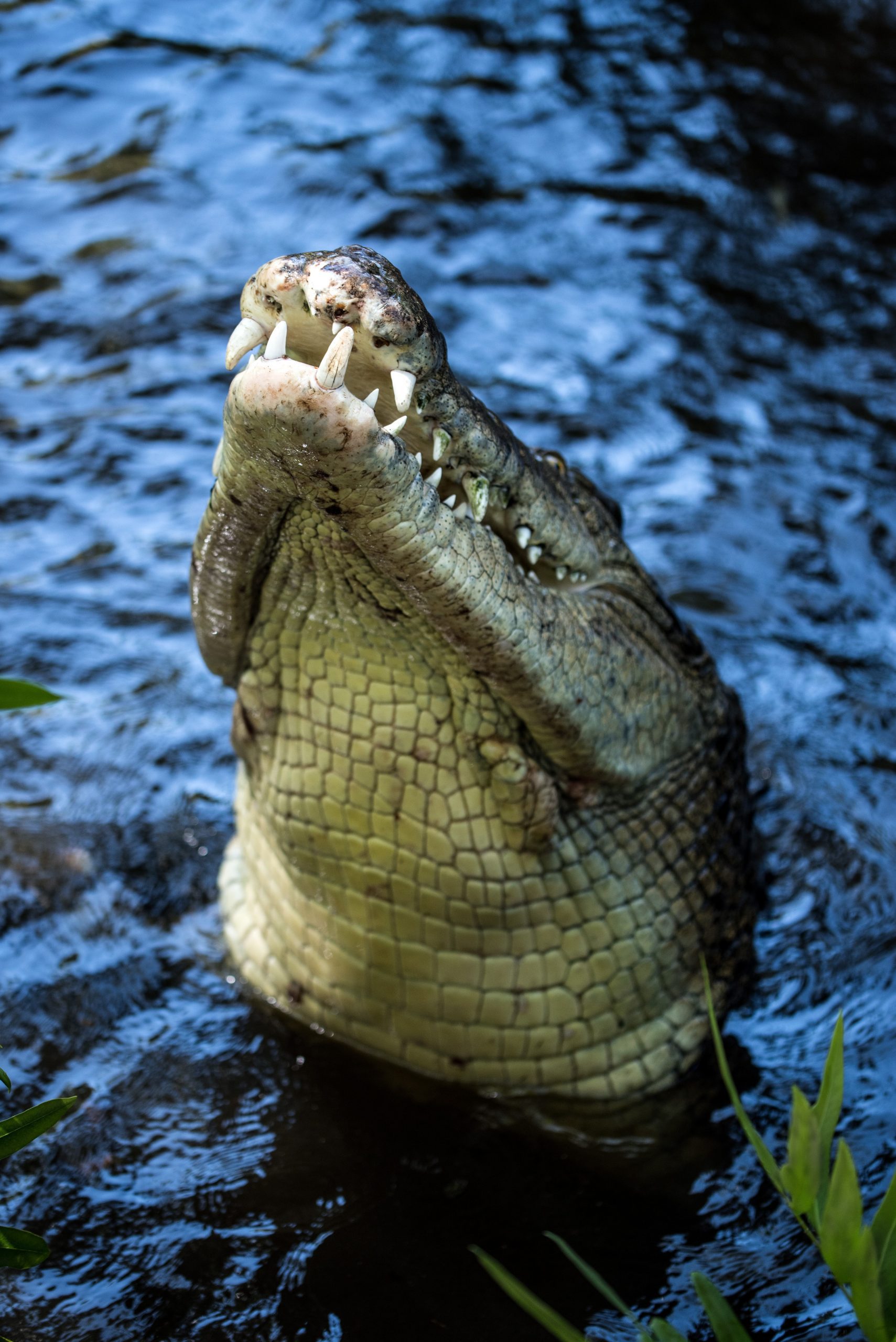 Can I Feed Crocodiles in Darwin?