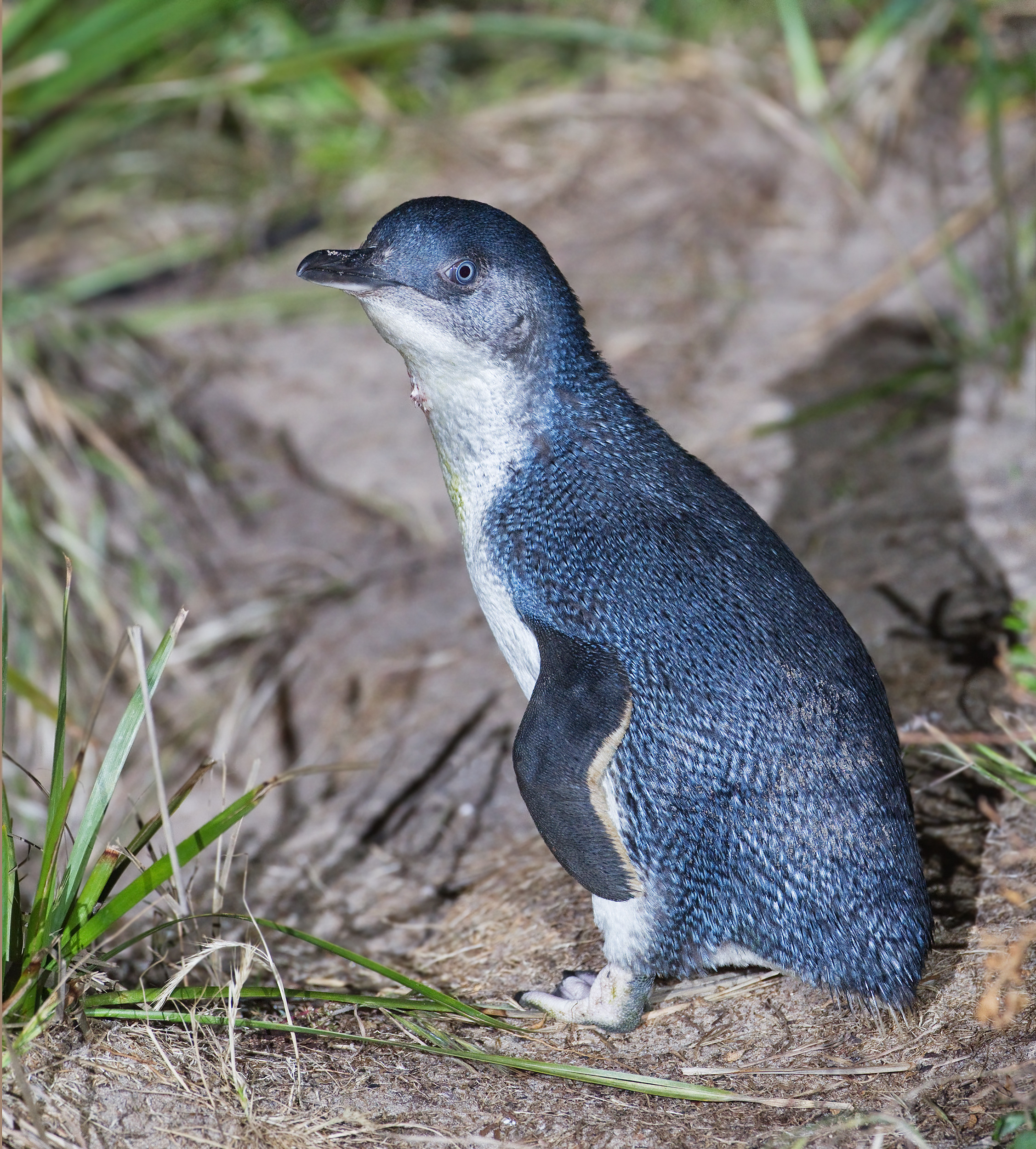 Can I Take Photos of the Penguins on Phillip Island?