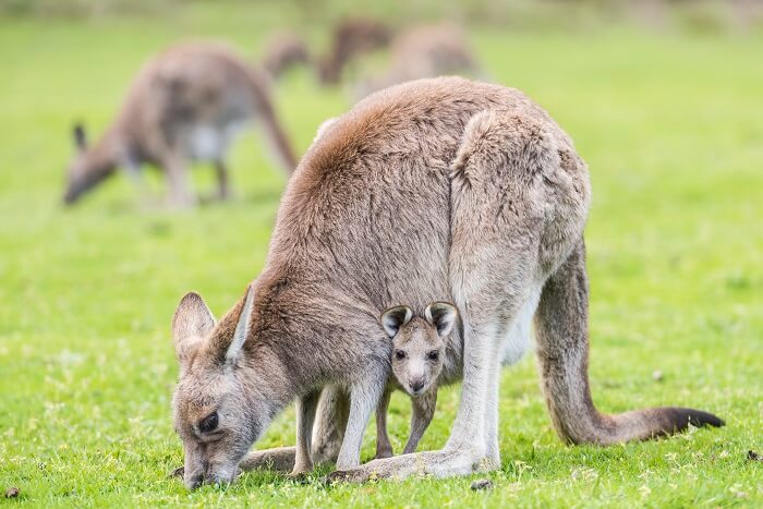 Grampians kangaroos