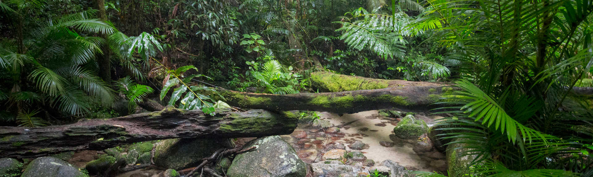 What do you wear to the Daintree Rainforest?