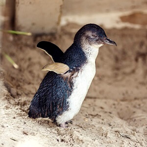 2 Day Great Ocean Road and Phillip Island Tour