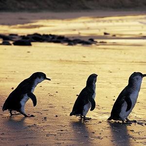 The Evening Penguin Parade Tour