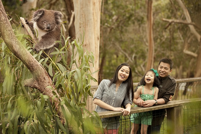 Koala Centre