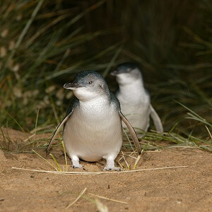 1 Day Phillip Island Private Tour