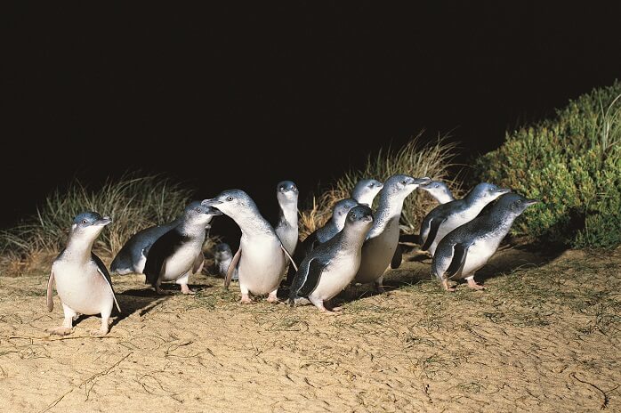 Phillip Island Day Tour – Penguin Parade
