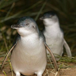 Phillip Island Boutique Tour