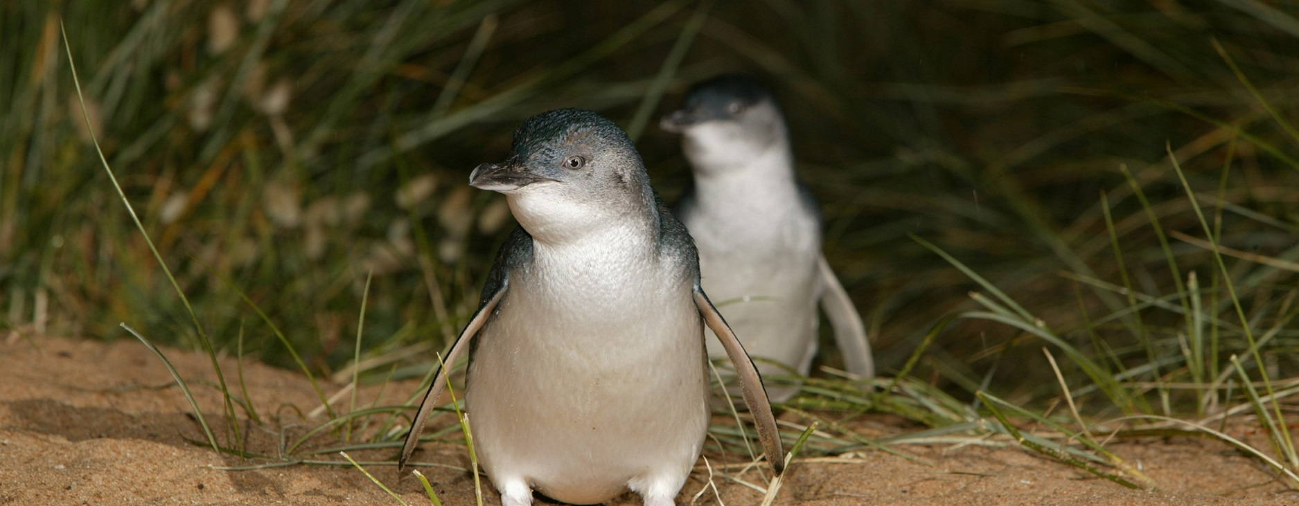 Phillip Island Boutique Tour