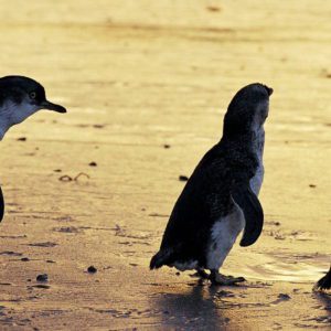 1 Day Phillip Island Private Tour