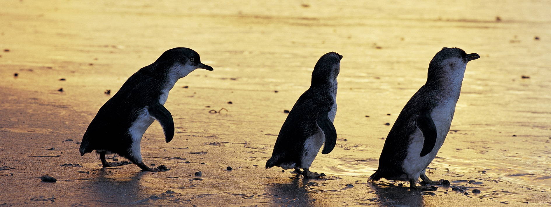 1 Day Phillip Island Private Tour