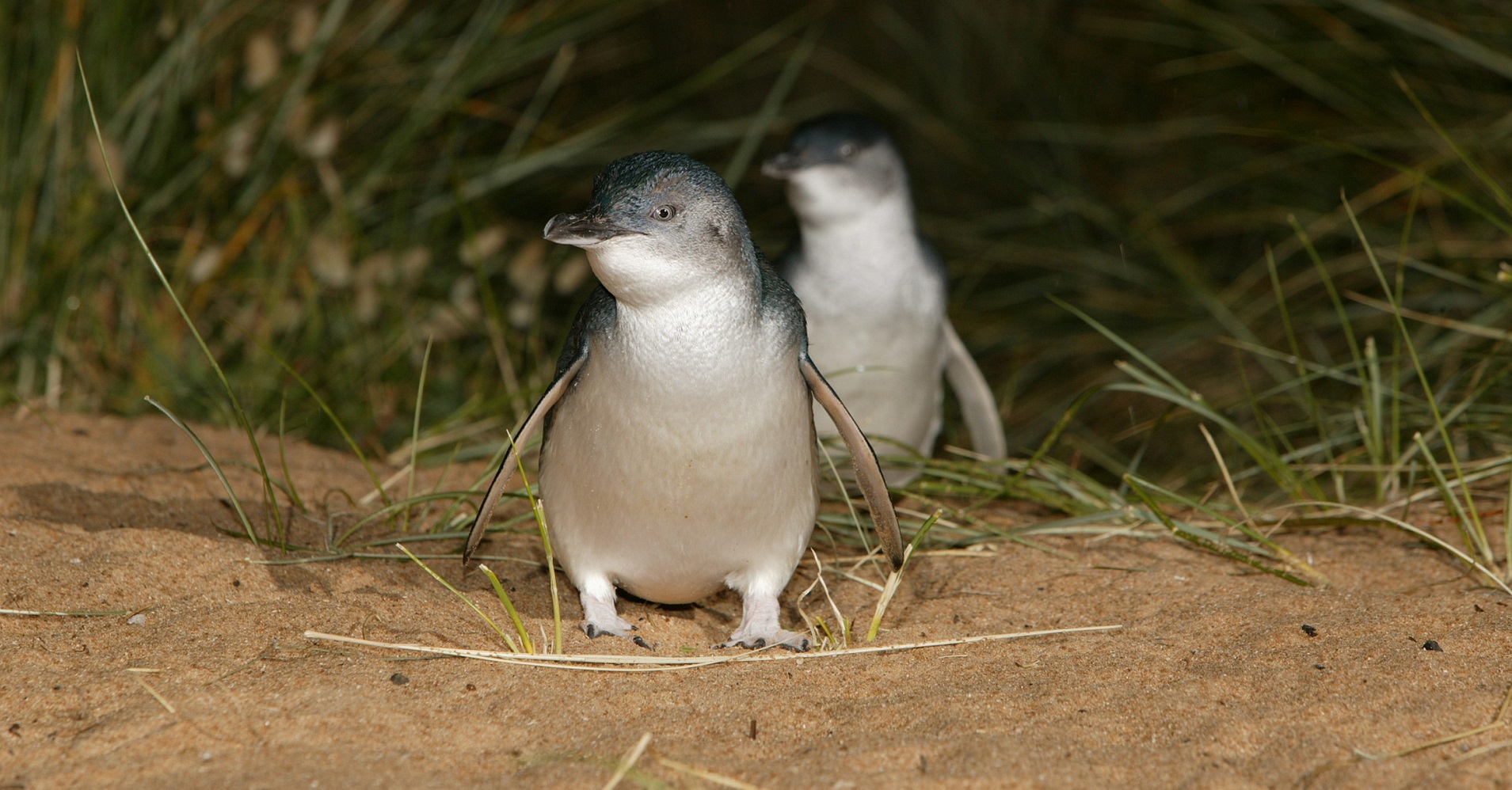 Watching the Penguin Parade with the Penguin Plus upgrade