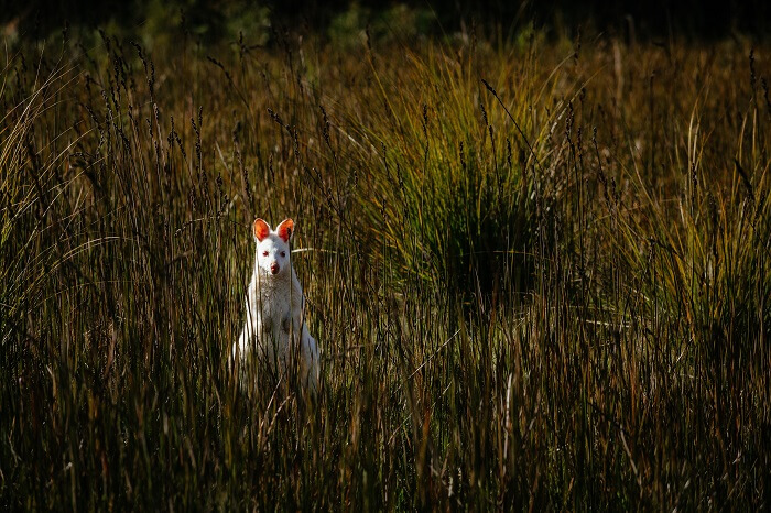 Albino Bennetts Wallaby