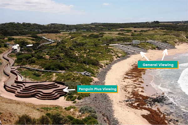 Phiilip Island Penguin Plus Upgrade