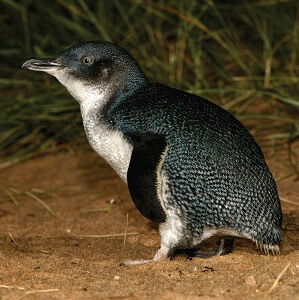 Phillip Island Boutique Tour