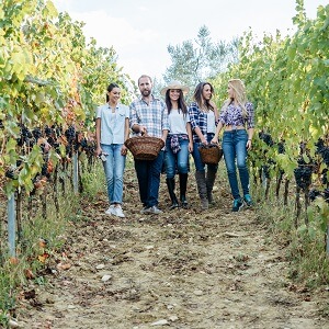 Hunter Valley Winery Tour from Hunter Valley