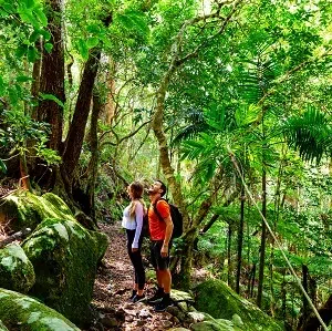 1 Day Lamington National Park & O'Reilly's Rainforest Tour
