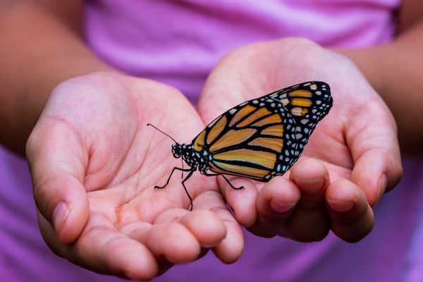 Cairns Botanic Gardens