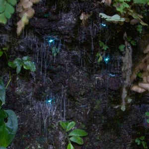 Evening Glow Worm Tour