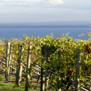 Bellarine Food and Wine Tour