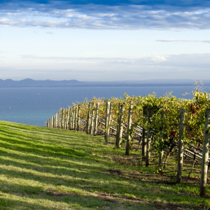 Bellarine Food & Wine Lovers Tour from Melbourne