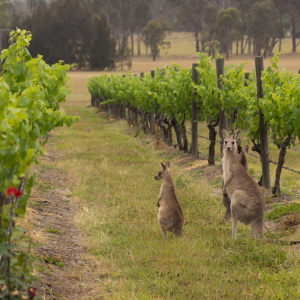 Yarra Valley Sunset Tour from Melbourne
