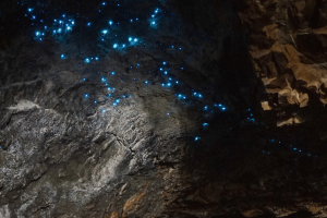 Brisbane and Gold Coast Tours - 4