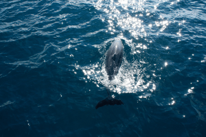 Port Stephens Tours - 3