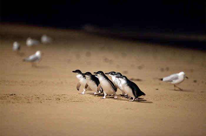 Little Fairy Penguins