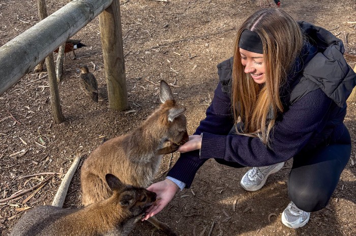 Wallaby feeding
