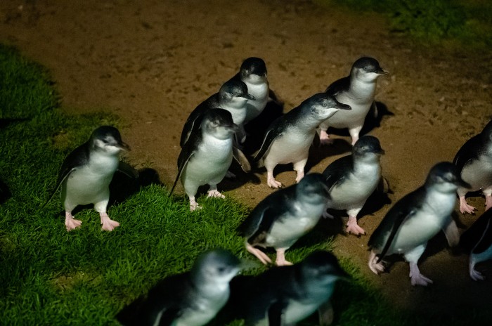 Little Fairy Penguins