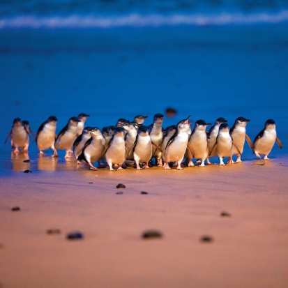 1 Day Phillip Island Deluxe Tour